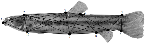 Image for - Landmark-based Truss Morphometrics Delineate the Stock Structure of Lepidocephalichthys guntea