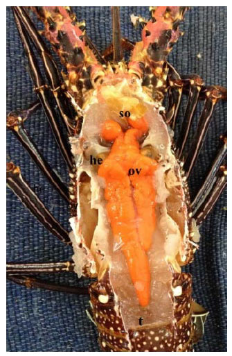 Image for - Morphology of the Female Gonads of the Long-legged Spiny Lobster