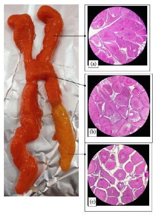 Image for - Morphology of the Female Gonads of the Long-legged Spiny Lobster