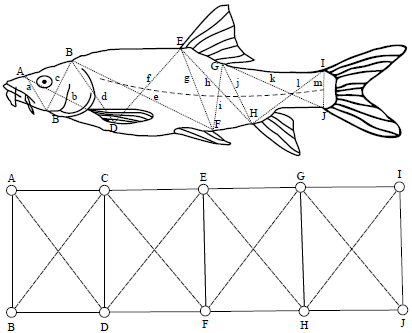 Image for - Multivariate Morphometric Analysis of Riverine and Lacustrine Barbus altianalis populations in Uganda