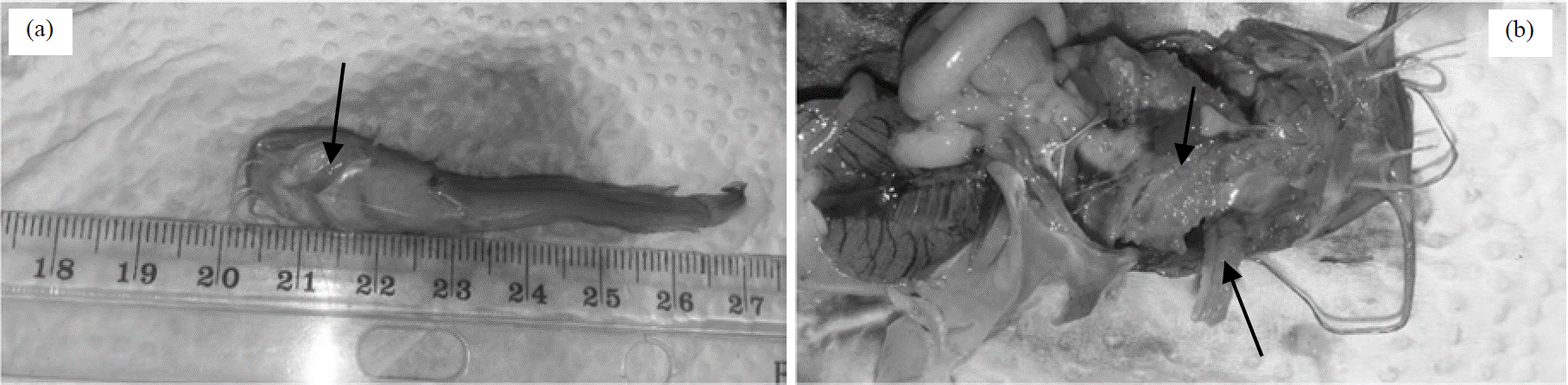 Image for - Severe Metacercarial Invasion of the Gills of Farmed Clariid Catfish Juveniles