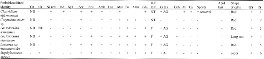 Image for - Microorganisms Associated with Ogi Traditionally Produced from Three Varieties of Maize
