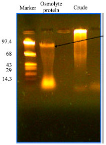 Image for - Evaluation of Halophilic Actinomycete Actinopolyspora sp. for Osmolyte Production