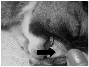 Image for - Babesiosis in a Local Dog in Yogyakarta, Indonesia, a Case Report