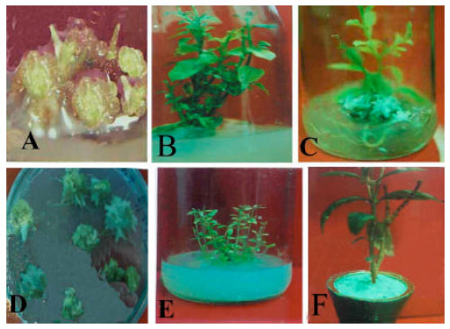 Image for - Comparative in vitro Study of Plant Regeneration from Axillary Shoot Derived Callus in Aristolochia indica Linn. and Hemidesmus indicus (L.) R. Br-Endangered Medicinal Plants in Bangladesh