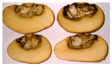 Image for - Comparative Susceptibility of Some Local Potato Cultivars to Four Fusarium Species Causing Tuber Dry Rot in Tunisia