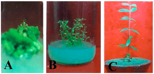 Image for - Plant Regeneration from Axillary Shoot Segments Derived Callus in Hemidesmus indicus (L.) R. Br. (Anantamul) an Endangered Medicinal Plant in Bangladesh