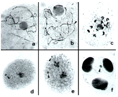 Image for - Microsporogenesis in Somaclones of Cereus peruvianus Mill. (Cactaceae)