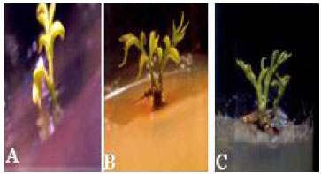 Image for - A Novel Approach of Regeneration from Nodal Explants of Field-grown Litchi (Litchi chinensis Sonn.) Fruit Trees