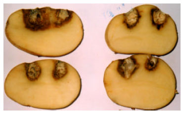 Image for - Comparative Susceptibility of Some Local Potato Cultivars to Four Fusarium Species Causing Tuber Dry Rot in Tunisia