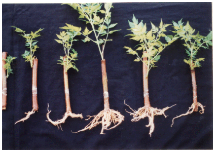 Image for - Investigation on Sexual and Asexual Propagation of Chinaberry (Melia azedarach L.)
