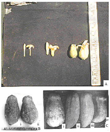 Image for - Occurrence of Hermaphroditic Plants of Carica papaya L. (Caricaceae) in Southwestern Nigeria
