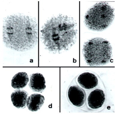 Image for - Microsporogenesis in Somaclones of Cereus peruvianus Mill. (Cactaceae)