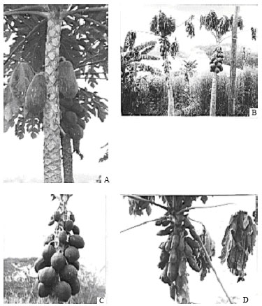 Image for - Occurrence of Hermaphroditic Plants of Carica papaya L. (Caricaceae) in Southwestern Nigeria