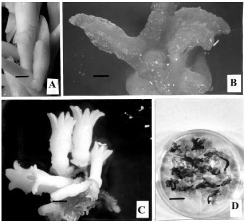 Image for - 24-epiBrassinolide Induces Somatic Embryogenesis in Pinus wallichiana A. B. Jacks