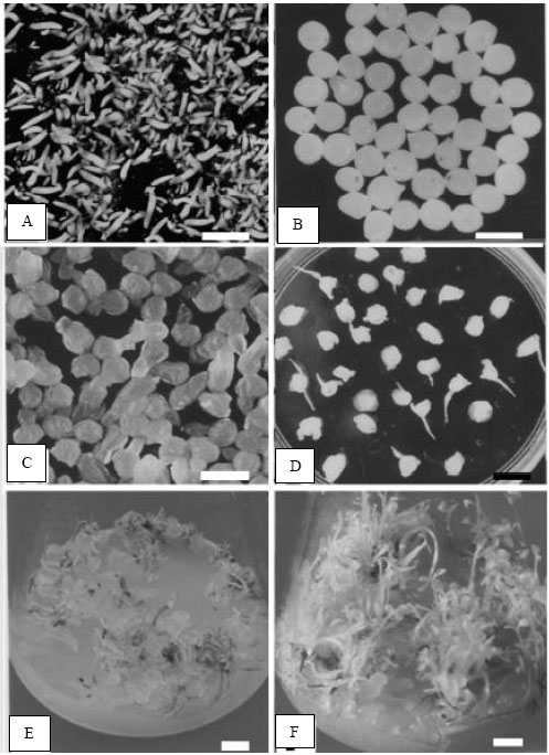 Image for - In vitro Plant Regeneration from Encapsulated Somatic Embryos of Black Pepper (Piper nigrum L.)