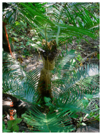 Image for - Cycas sphaerica Roxb.: A Little Known Endemic Species from Eastern Ghats, India