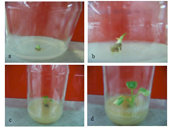 Image for - Protocol Establishment for Micro propagation and in vitro Callus Regeneration of Maulavi Kachu (Xanthosoma sagittifolium L Schott.) From Cormel Axillary Bud Meristem