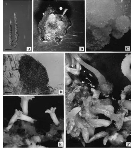 Image for - Smoke-saturated Water Influences Somatic Embryogenesis Using Vegetative Shoot Apices of Mature Trees of Pinus wallichiana A.B. Jacks