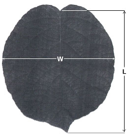 Image for - Leaf Area Prediction Model For Some Kiwifruit (Actinidia chinensis Planch.) Cultivars