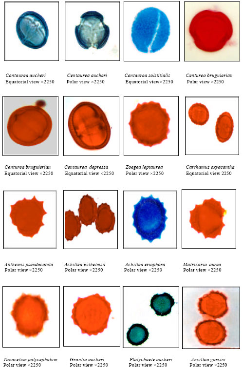 Image for - Pollen Morphological Studies on Selected Taxa of Asteraceae