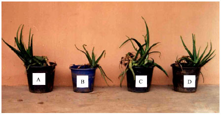 Image for - Comparative Study of Vegetative Morphology and the Existing Taxonomic Status of Aloe vera L.
