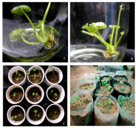 Image for - Low Cost Alternatives for the Micropropagation of Centella asiatica