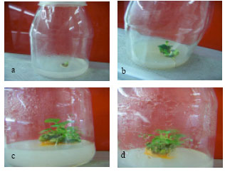 Image for - Protocol Establishment for Micro propagation and in vitro Callus Regeneration of Maulavi Kachu (Xanthosoma sagittifolium L Schott.) From Cormel Axillary Bud Meristem