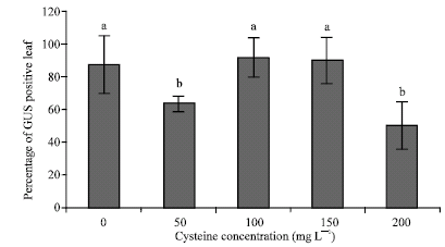 Image for - Cysteine and Acetosyringone are the Two Important Parameters in Agrobacterium-mediated Transformation of  Rose Hybrid (Rosa hybrida L.) cv. Nikita
