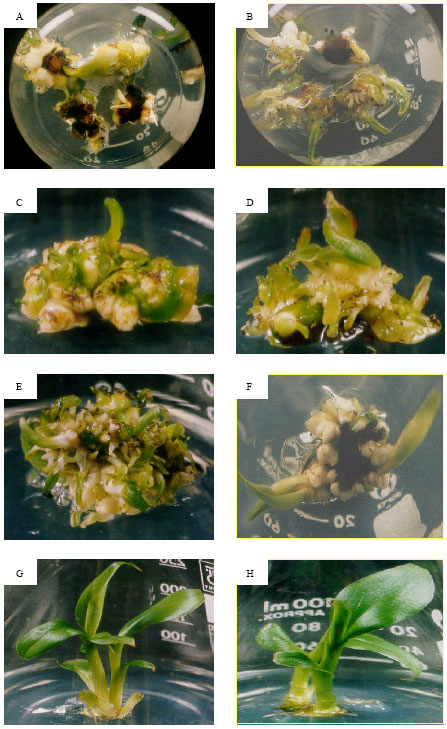 Image for - Production of Transgenic Banana Cultivar, Rastali (AAB) via Agrobacterium-mediated Transformation with a Rice Chitinase Gene