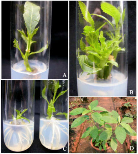 Image for - Micropropagation of Baliospermum montanum (Willd.) Muell.-Arg.-A Red Listed Medicinal Plant