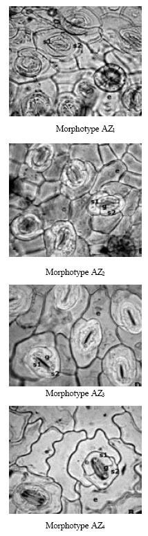 Image for - Variation in Vasicine Content and Pharmacognostic Characters of Morphotypes of Adhatoda zeylanica Medic.