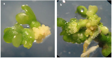 Image for - Induction of Somatic Embryos from Different Explants of Citrus sinensis