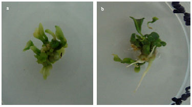 Image for - Induction of Somatic Embryos from Different Explants of Citrus sinensis