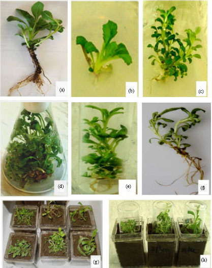 Image for - Development of a Low Cost Micropropagation Technology for an Endangered Medicinal Herb (Picrorhiza kurroa) of North-Western Himalayas