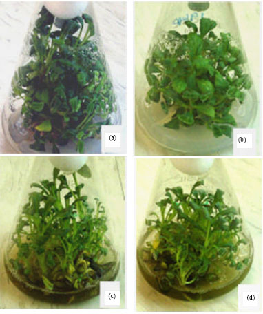 Image for - Development of a Low Cost Micropropagation Technology for an Endangered Medicinal Herb (Picrorhiza kurroa) of North-Western Himalayas