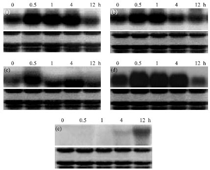 Image for - Effect of Signal Molecules and Hormones on the Expression of Protein Kinase Gene OrMKK1 in Rice