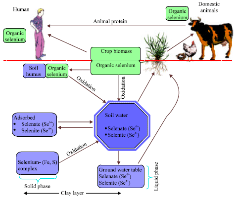 Image for - Selenium in Higher Plants: Physiological Role, Antioxidant Metabolism and Abiotic Stress Tolerance