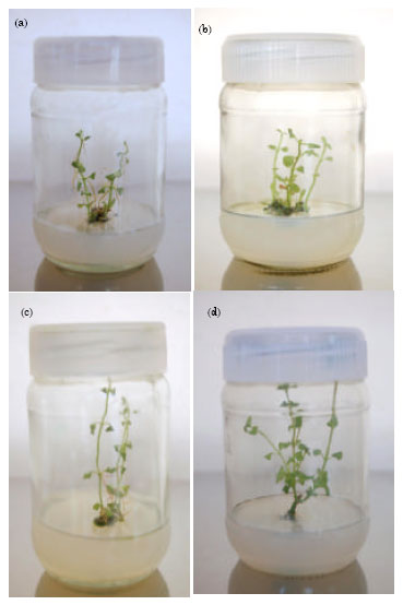 Image for - An Efficient in vitro Culture Method of Shoot Regeneration for a Medicinaly Important Plant Mentha Piperita