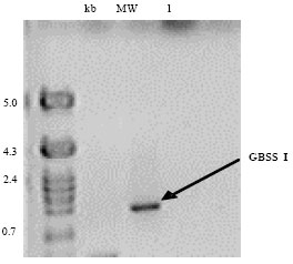 Image for - Isolation of Genomic Clones Encoding Granule-bound Starch Synthase (GBSS I) in Cassava (Manihot esculenta Crantz)
