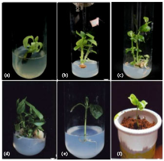 Image for - In vitro Regeneration and Conservation of Rare Medicinal Plant Dregea volubilis Benth.