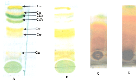 Image for - Changes in Some Biochemical Ripening Parameters as Related to the Formation of Dark-colored Pigments in the Peel of Banana Fruits