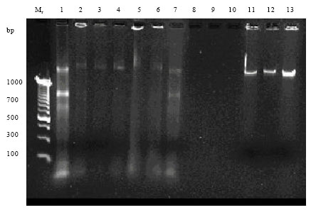 Image for - A DNA Isolation Protocol Suitable for RAPD Analysis from Fresh or Herbarium-Stored Leaves of a Historic Quercus virginiana L.
