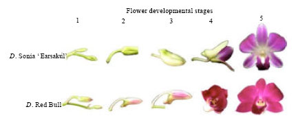 Image for - Isolation and Characterization of Dihydroflavonol 4-reductase Gene in Dendrobium Flowers