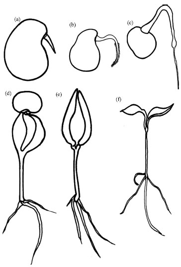 Image for - The Germination Biology and Pattern of Growth in Eight Solanum species Found Endemic in Nigeria