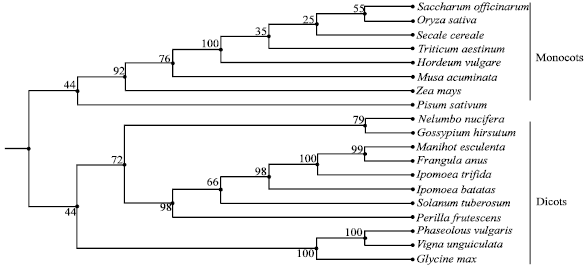 Image for - Isolation of Genomic Clones Encoding Granule-bound Starch Synthase (GBSS I) in Cassava (Manihot esculenta Crantz)