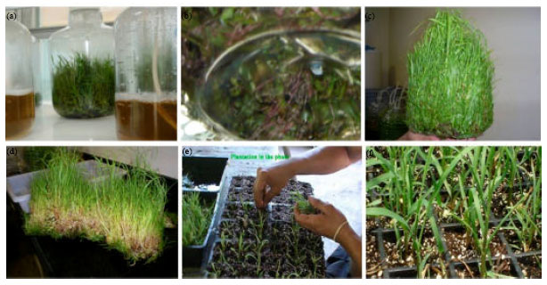 Image for - Regulating Gene Expression in High-scale Plants Micropropagation
