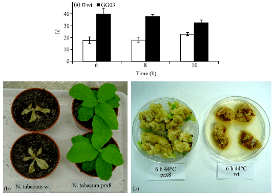 Image for - Increased Tolerance to Abiotic Stresses in Tobacco Plants Expressing a Barley Cell Wall Peroxidase