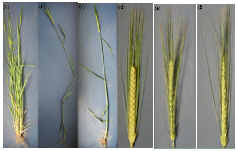 Image for - Genetic Analysis and Molecular Mapping of Low-tillering Mutants (cul2.b and lnt1.a) in Barley (Hordeum vulgare L.)