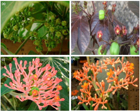 Image for - Vegetative and Floral Morphology of Jatropha species in the Niger Delta